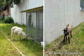 Geitjes vastgebonden en verwond: politie start onderzoek naar sluikslachting