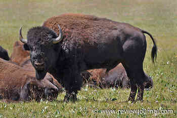 83-year-old woman gored by bison at Yellowstone National Park