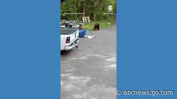 WATCH:  Bear chases dog down driveway