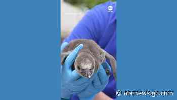 WATCH:  Vulnerable penguin chicks hatch at zoo in England