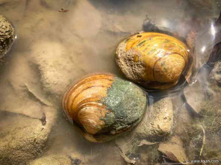 7 Central Texas mussels flagged as endangered, threatened species