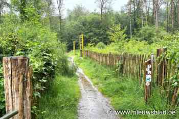 Limburgs Landschap wil weer meer heide in Kattevennen: “Goed voor veel soorten”