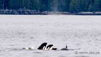 Speed limits, fishery rules aim to protect southern killer whales