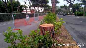 Foro Italico, via i pini tra le proteste: "Erano già stati trattati contro la cocciniglia"