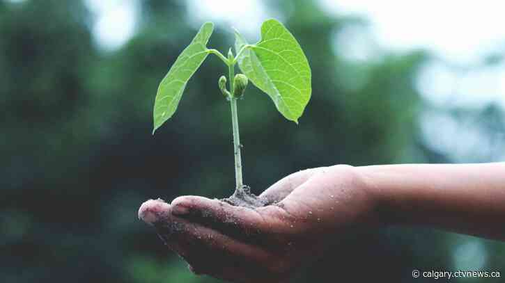 Calgary students showcase environmental projects