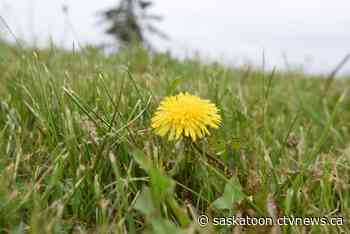 'Dealing with the problem earlier': Dandelions making an early appearance in Saskatoon