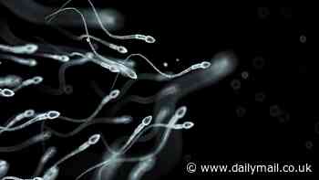 Cancer-causing microplastics inside of men's genitals could be leading to an infertility crisis, new discovery suggests