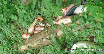 Neumünster: Polizei entdeckt 30 tote Koi im Wald