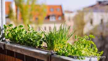 7 Indoor Plants that Keep Bugs Away     - CNET