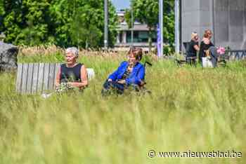 Bosmaaiers, klepelmaaiers en zelfs een zeis: grove middelen ingezet voor onderhoud van Hasseltse grasperken