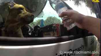 Bodycam video shows dog rescued from hot U-Haul while owners went to the beach: Police