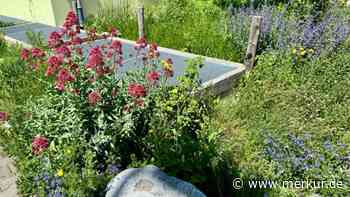 Kampf den Schottergärten: Verein lobt Preise aus für Begrünung