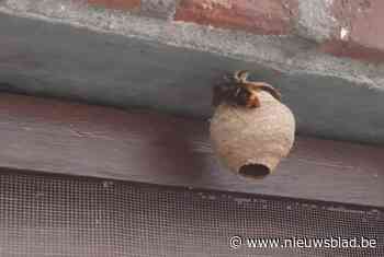 Al elf koninginnen van Aziatische hoornaar in Pelt gevangen