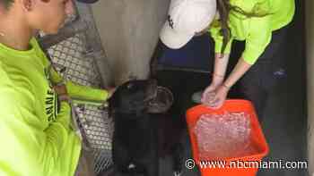 Community concerned for dogs set to spend summer in Medley shelter without A/C