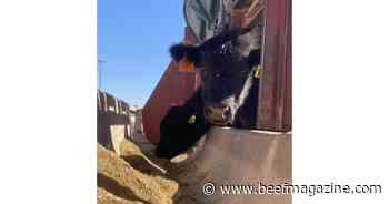 Increase in research provides insights on historic problem of liver abscesses