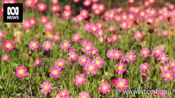 Another dry summer forces fresh tourism approach for region reliant on wildflowers