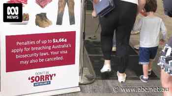 Biosecurity foot mats removed from airports as Indonesia's foot and mouth disease outbreak 'stabilises'