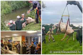 Hoogzwangere koe van 750 kilo valt in beek: “Onze Kimberly is gered door de brandweer, dat verdient een ijsje van eigen koemelk”