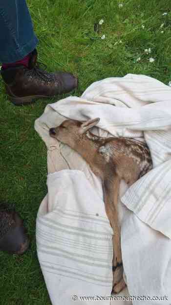 'Orphaned' fawn rescued from the side of the road in Wimborne