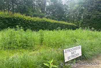 Maai mei niet op de strooiweide: “Gewoon schandalig”