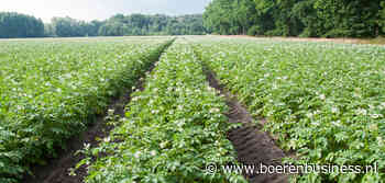 Duitsland verwacht forse groei van aardappelareaal