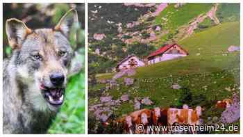 Zahl der Wölfe nimmt „rasant“ zu – Forscher sehen Almen und Weideflächen in Gefahr