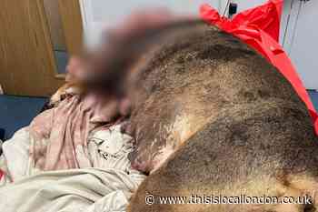 Suspected XL Bully found dead near park in Lewisham