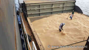 Egypte aan de markt voor Europese tarwe