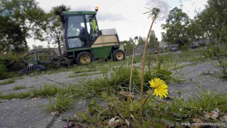 'Onkruidexplosie' door vele regen, gemeenten hebben moeite met onderhoud