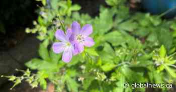 Invasive vs. native garden species: Learning what to pull and what to plant