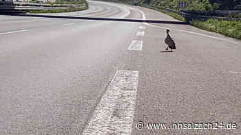 Ente löst Verkehrsunfall bei Waging aus – eine Person leicht verletzt