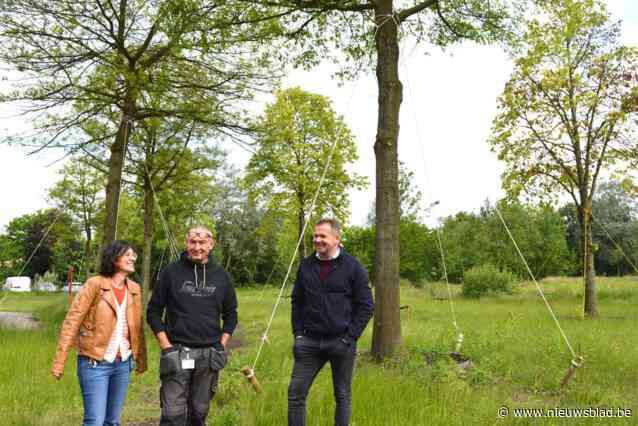 Toch één plek waar ze blij zijn met al die regen: AZ Voorkempen verplant met succes twintig volwassen bomen