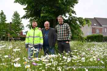 120 bijensoorten geteld in Harelbeke: “Zelfs enkele zeldzame soorten”