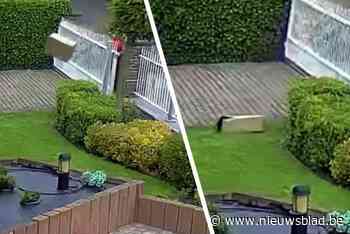 VIDEO. Postbode gooit pakket van Beringse Havva gewoon over de poort: “Ik was in shock”
