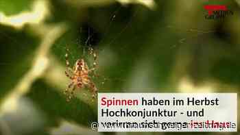 USA: „Gruselige“ Giftspinne breitet sich rasant aus