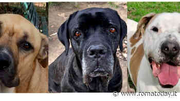 Adottare cani: i quatto zampe in cerca di una casa