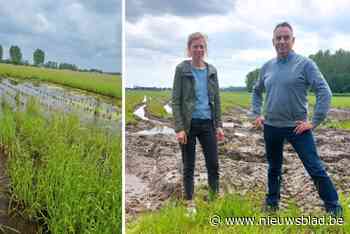 “Het zijn hier precies de rijstvelden van Vietnam”: landbouwers kunnen verzadigde akkers niet op (en dat heeft zware gevolgen)