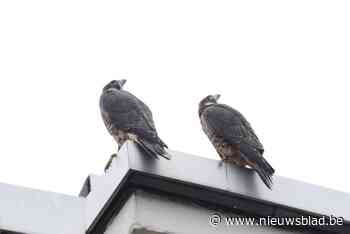 Eerste vluchten van slechtvalkjes op Koxplein verlopen stroef: “Maar ondertussen ziet alles er beter uit”