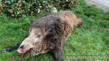 PFAS-Belastete Wildschweine in Oberösterreich aufgetaucht: Was bedeutet das für die Region?