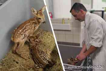Vertederende beelden: Natuurhulpcentrum ontfermt zich over vier reekalfjes