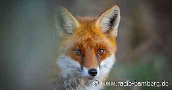 Kraftwerk-Mitarbeiter retten Fuchs aus Auffangbecken