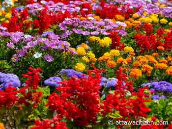 The City Gardener: Better living through chemistry Part I 