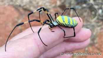 Scientist reveals the truth about 'flying' 4-INCH spiders that are invading the East Coast - and how venomous they REALLY are