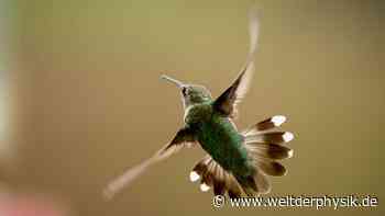 Wie schnell Tiere mit den Flügeln schlagen