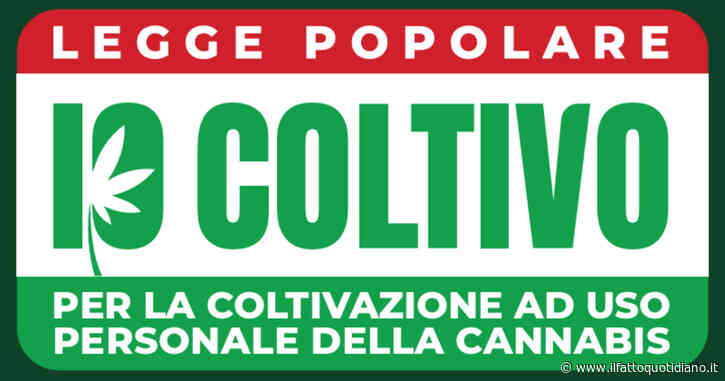 Cannabis, consegnate 55mila firme in Senato per la legge di iniziativa popolare sulla legalizzazione della coltivazione domestica