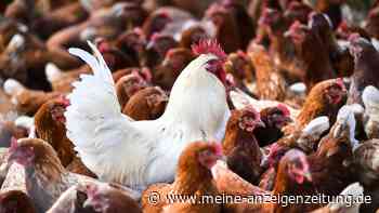 Weltweit erster Tod eines Menschen durch Vogelgrippe-Subtyp