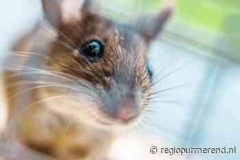 NVWA: Steeds meer spoedsluitingen door plaagdieren