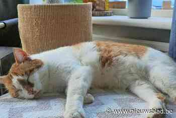 Vermiste poes Doris duikt na reis van 151 kilometer plots in Nederland op: “Wellicht is ze in een auto terechtgekomen”