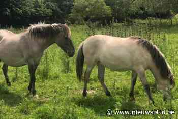 Begrazingszone konikpaarden in Osbroek tijdelijk afgesloten: “Dieren werden veelvuldig gevoederd, ondanks vraag om dat niet te doen”