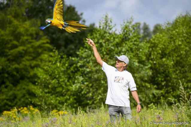 Jager die papegaai Rambo doodschoot kan zelfde straf als bij eerste veroordeling krijgen: “Hij zei opnieuw dat Rambo dood moest”